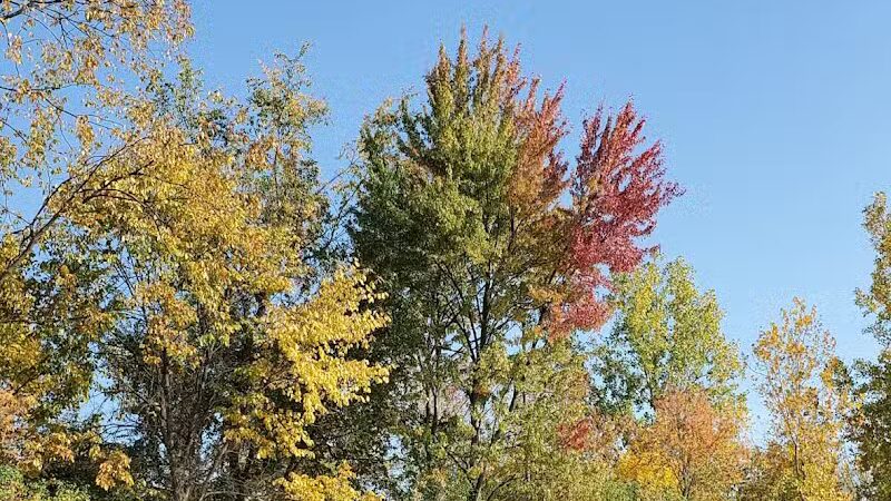 Joseph Delia Park, Tennis Court and Dog Park - Sterling Heights,