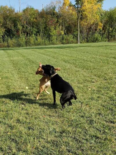 Joseph Delia Park, Tennis Court and Dog Park - Sterling Heights,