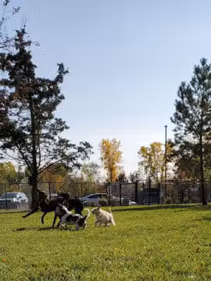 Joseph Delia Park, Tennis Court and Dog Park - Sterling Heights,