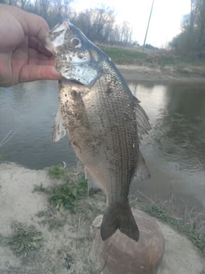 Sterling Heights Rotary Park - Sterling Heights,