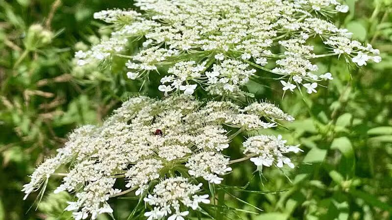 Trailhead - Sterling Heights,