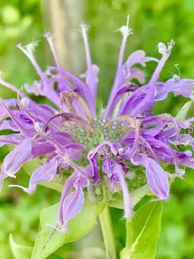 Trailhead - Sterling Heights,