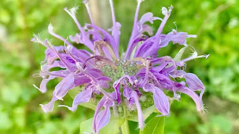 Trailhead - Sterling Heights,