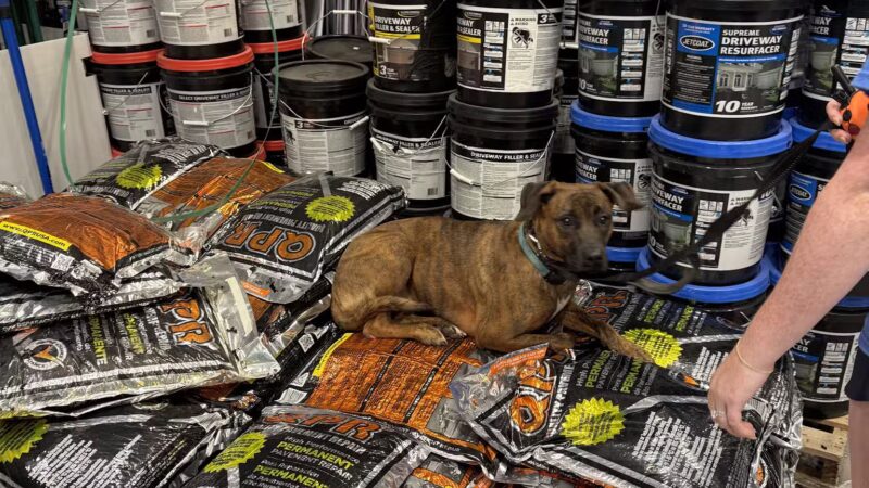 Off Leash K9 Training, Loudoun County - Sterling, VA