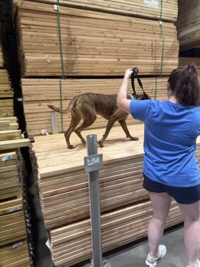 Off Leash K9 Training, Loudoun County - Sterling, VA