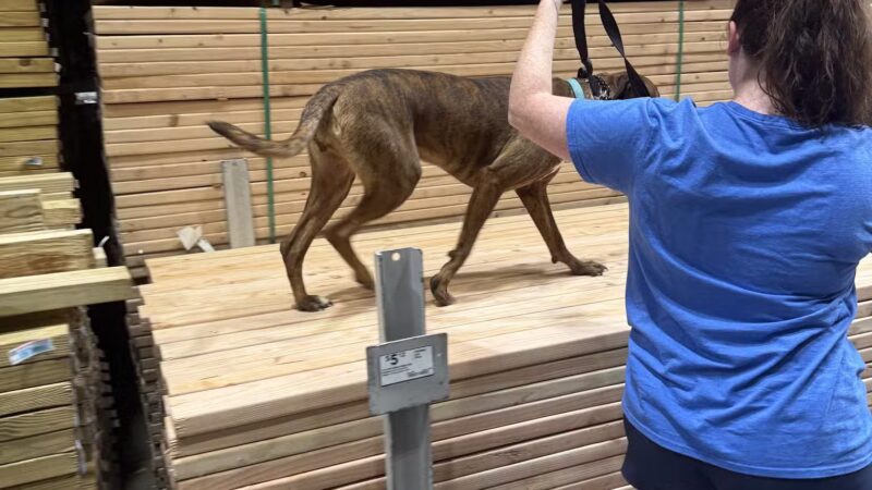 Off Leash K9 Training, Loudoun County - Sterling, VA