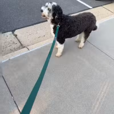 Olde Towne Pet Resort - Sterling, VA
