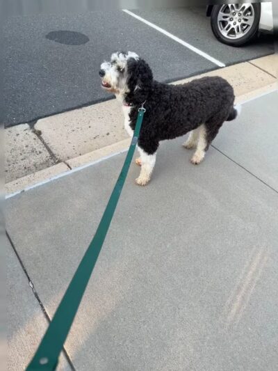 Olde Towne Pet Resort - Sterling, VA