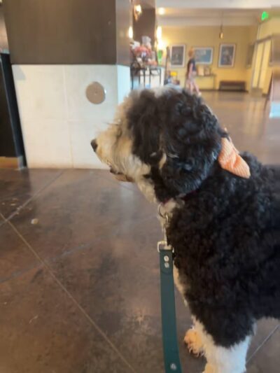 Olde Towne Pet Resort - Sterling, VA