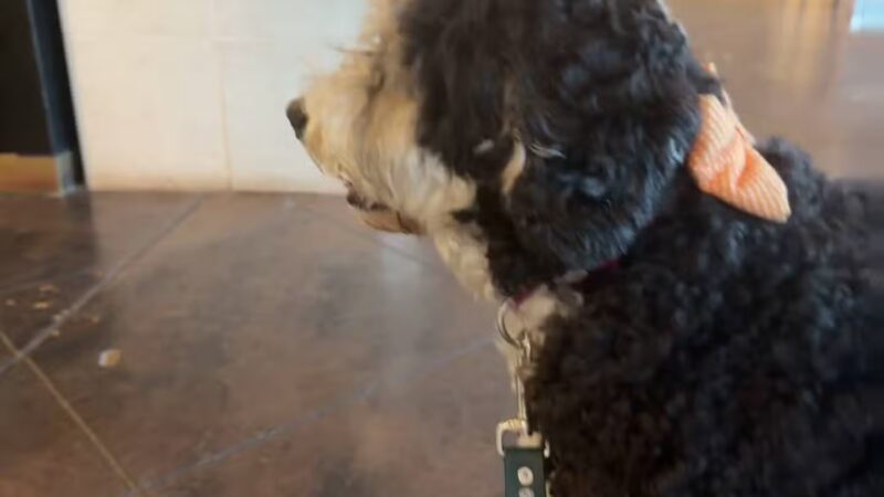 Olde Towne Pet Resort - Sterling, VA