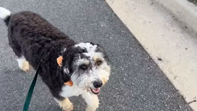 Olde Towne Pet Resort - Sterling, VA