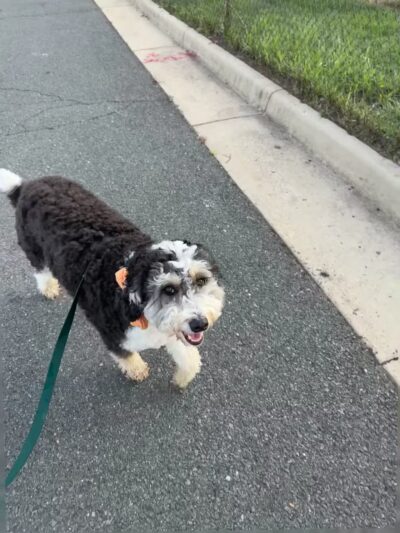 Olde Towne Pet Resort - Sterling, VA