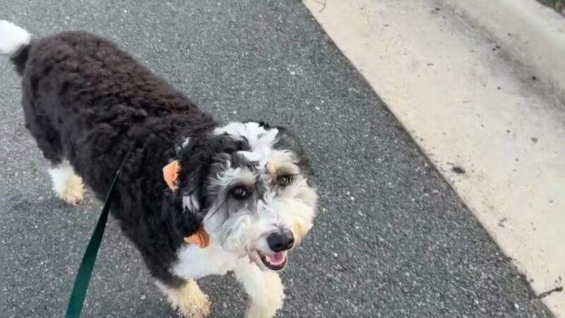 Olde Towne Pet Resort - Sterling, VA