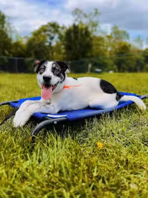 Off Leash K9 Training, Loudoun County - Sterling, VA