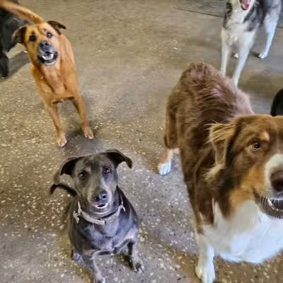 DogZone - Stevensville,