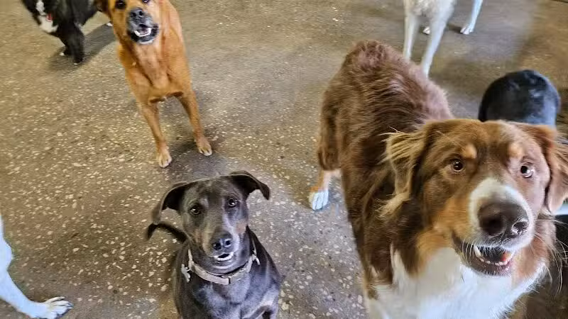DogZone - Stevensville,