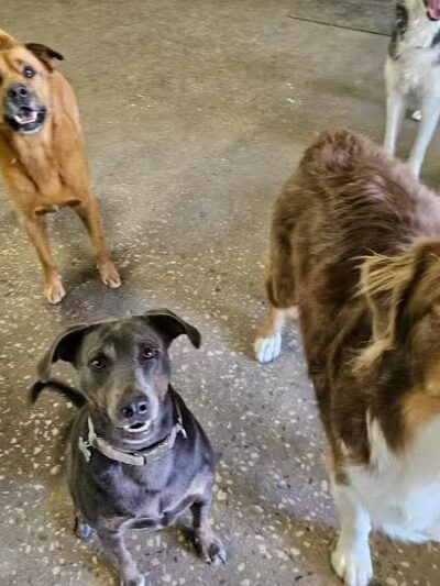 DogZone - Stevensville,