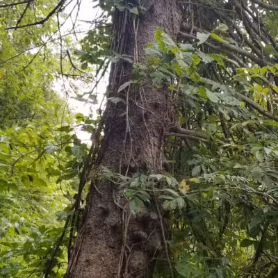 Hickory Creek Park - Stevensville,