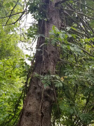 Hickory Creek Park - Stevensville,