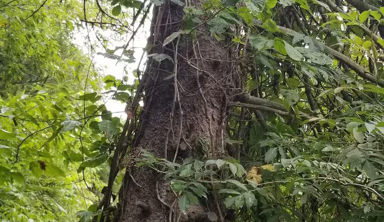 Hickory Creek Park - Stevensville,