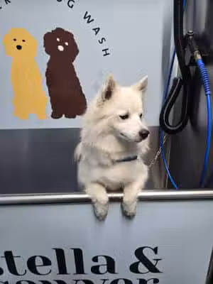 Stella & Sawyer Self Serve Dog Wash - Stevensville,
