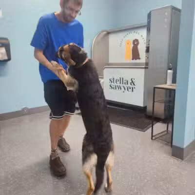 Stella & Sawyer Self Serve Dog Wash - Stevensville,