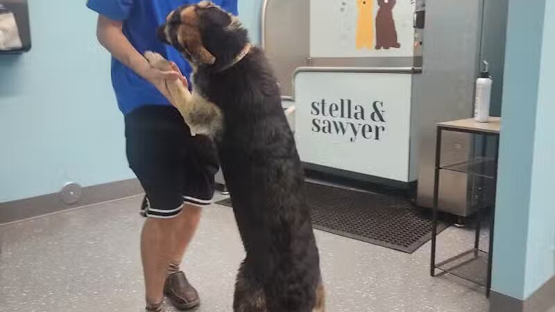 Stella & Sawyer Self Serve Dog Wash - Stevensville,