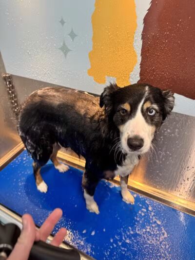 Stella & Sawyer Self Serve Dog Wash - Stevensville,