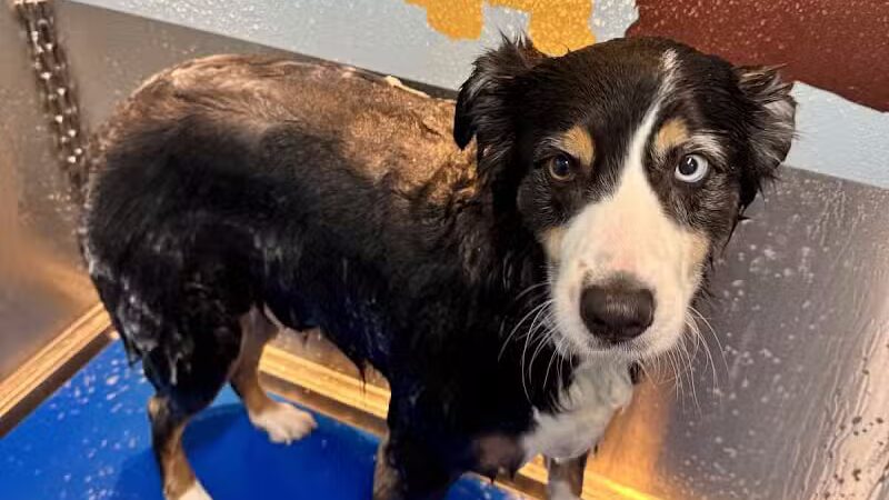 Stella & Sawyer Self Serve Dog Wash - Stevensville,