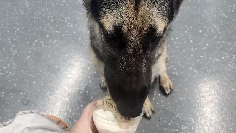 Stella & Sawyer Self Serve Dog Wash - Stevensville,