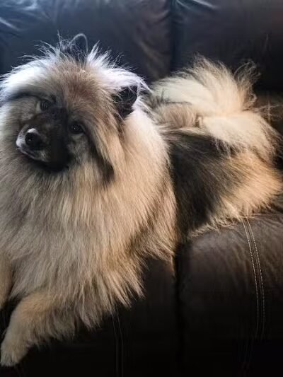 Stella & Sawyer Self Serve Dog Wash - Stevensville,