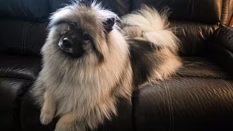 Stella & Sawyer Self Serve Dog Wash - Stevensville,