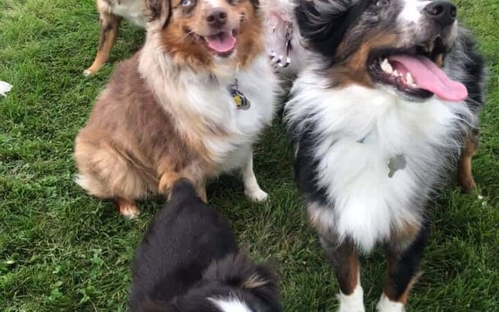 Stewartville Dog Park - Stewartville, MN