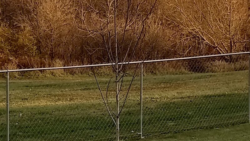 Stewartville Dog Park - Stewartville, MN