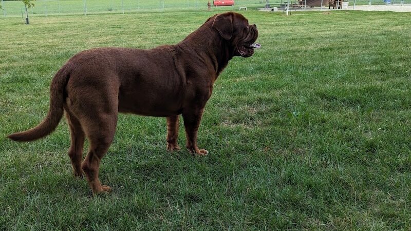 Stewartville Dog Park - Stewartville, MN