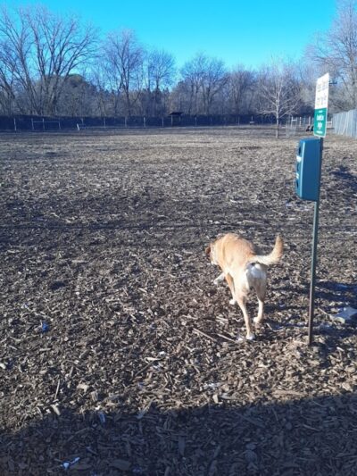 Stillwater MN Dog Park - Stillwater, MN