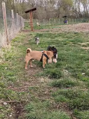 Stillwater MN Dog Park - Stillwater, MN