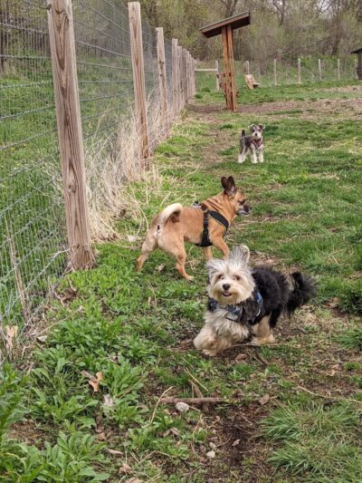 Stillwater MN Dog Park - Stillwater, MN