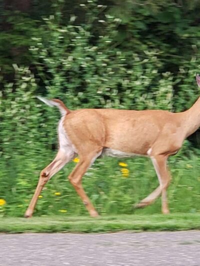 Stillwater MN Dog Park - Stillwater, MN