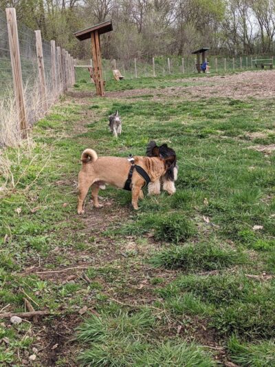 Stillwater MN Dog Park - Stillwater, MN
