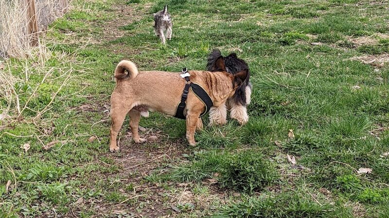 Stillwater MN Dog Park - Stillwater, MN