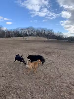 Sheepfold Dog Park - Stoneham, MA