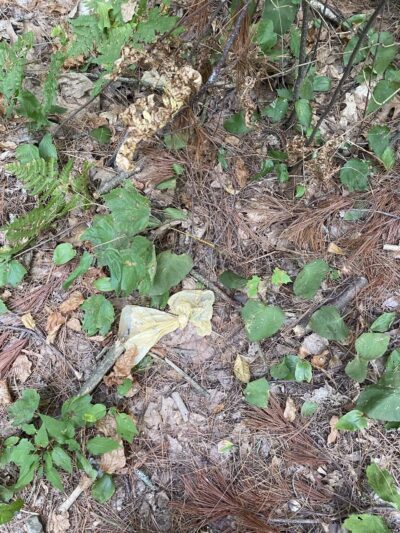 Sheepfold Dog Park - Stoneham, MA
