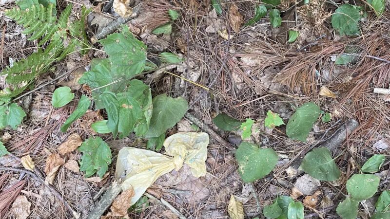 Sheepfold Dog Park - Stoneham, MA