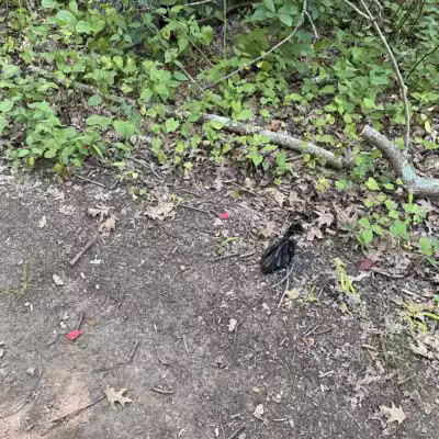 Sheepfold Dog Park - Stoneham, MA