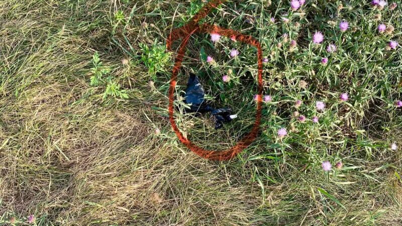 Sheepfold Dog Park - Stoneham, MA