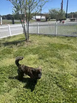 Davis Travel Center Dog Park - Stony Creek, VA