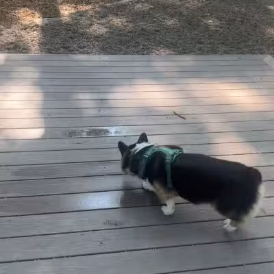 Capen-Reynolds Dog Park and Public Gardens - Stoughton, MA