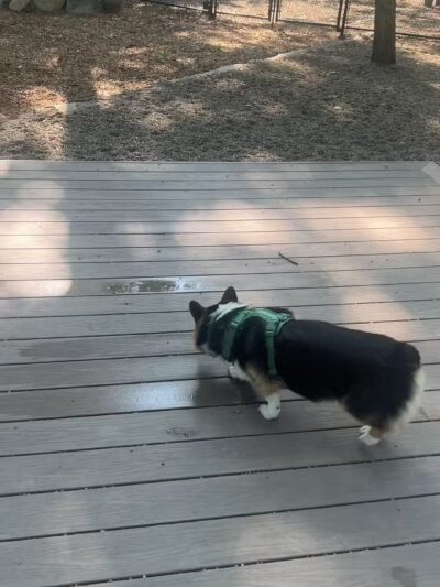 Capen-Reynolds Dog Park and Public Gardens - Stoughton, MA