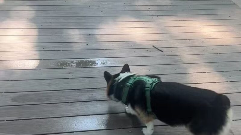 Capen-Reynolds Dog Park and Public Gardens - Stoughton, MA